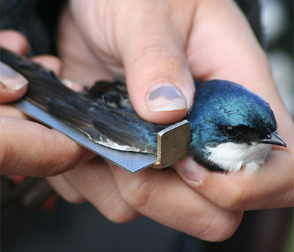 A new avian research facility at the U of S will help researchers better study birds. Submitted photo. 