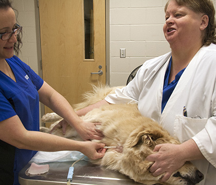 Shellan Anderson (right) holds Beef as her coworker, April Penner, collects blood from the dog. 