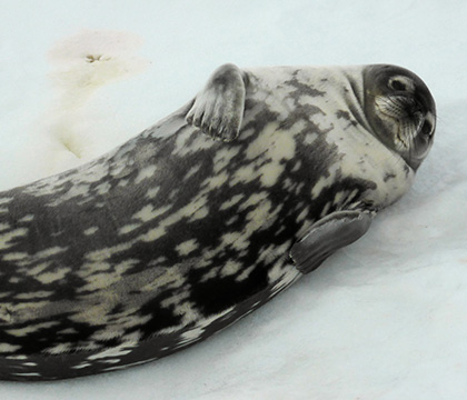 A Weddell seal relaxes on the ice. Photo courtesy Gregg Adams. 