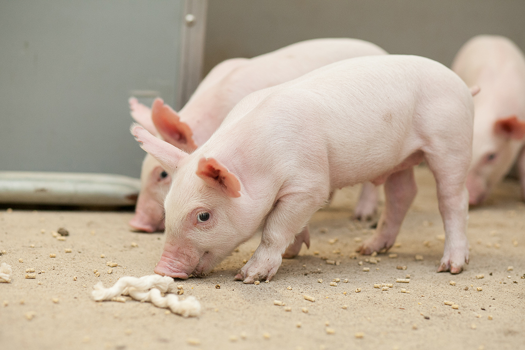 piglets eating grain on cement floor