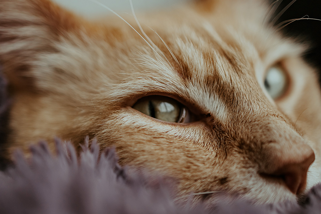 kevin-cat