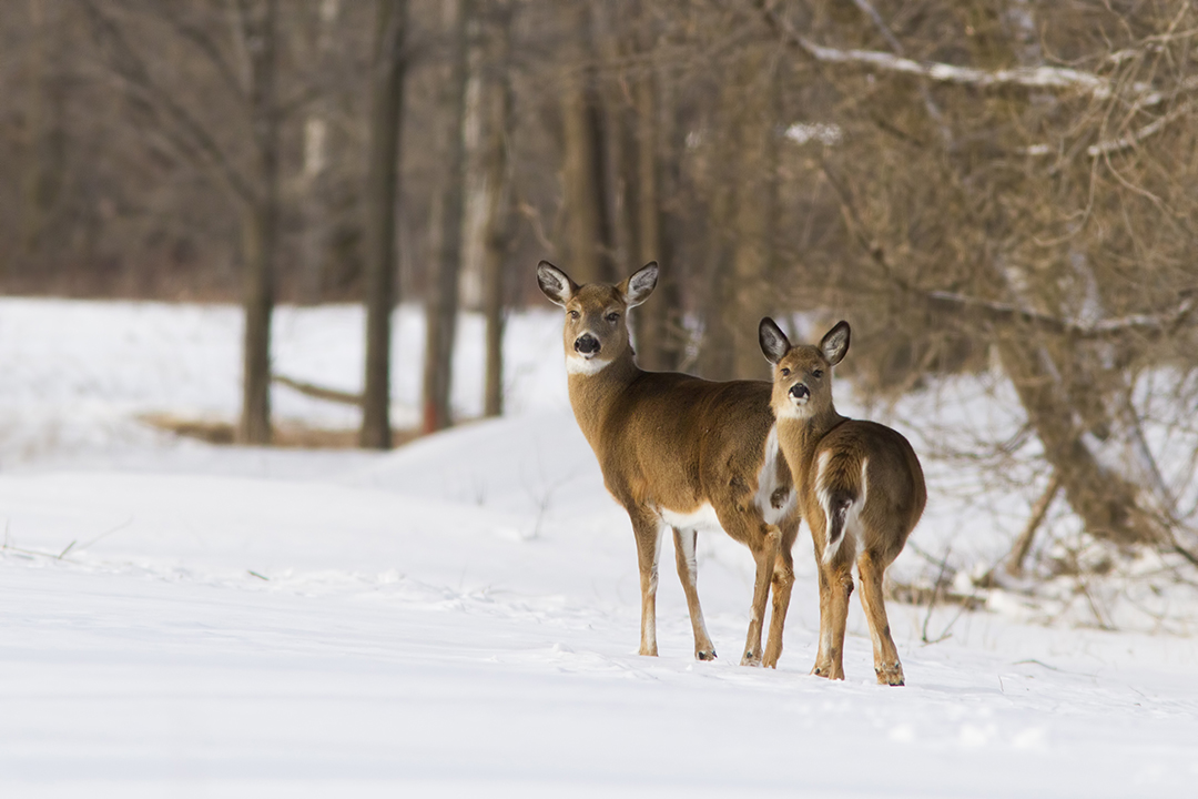 white-tailed-deer.jpg