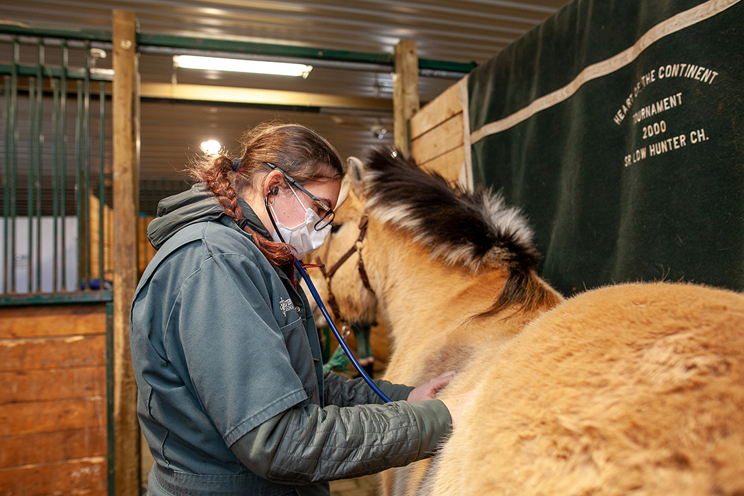 student-equine-exam