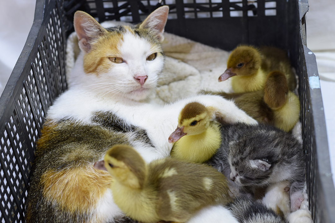 maternal-recognition