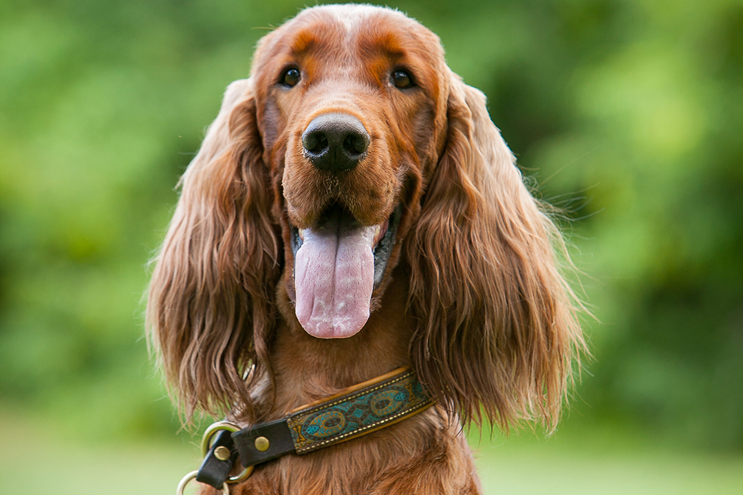 finn-irish-setter