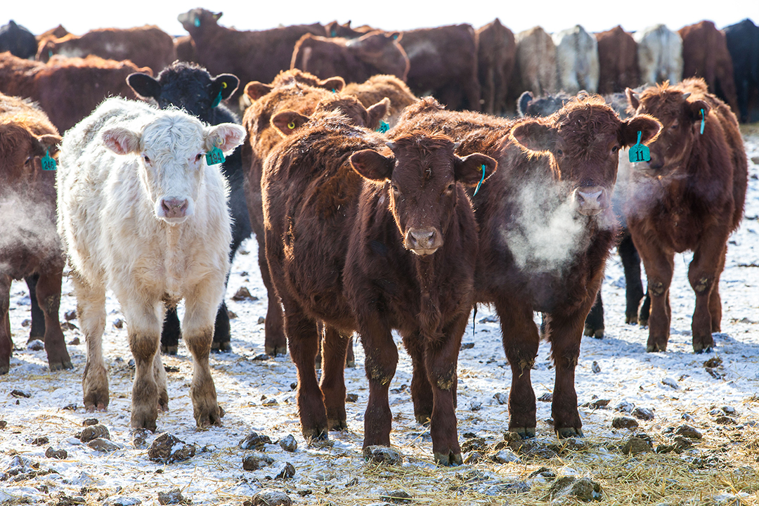 cattle standing in pen at LFCE