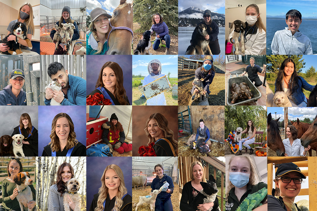 Pictured is a collage featuring 28 members of the WCVM Class of 2022.