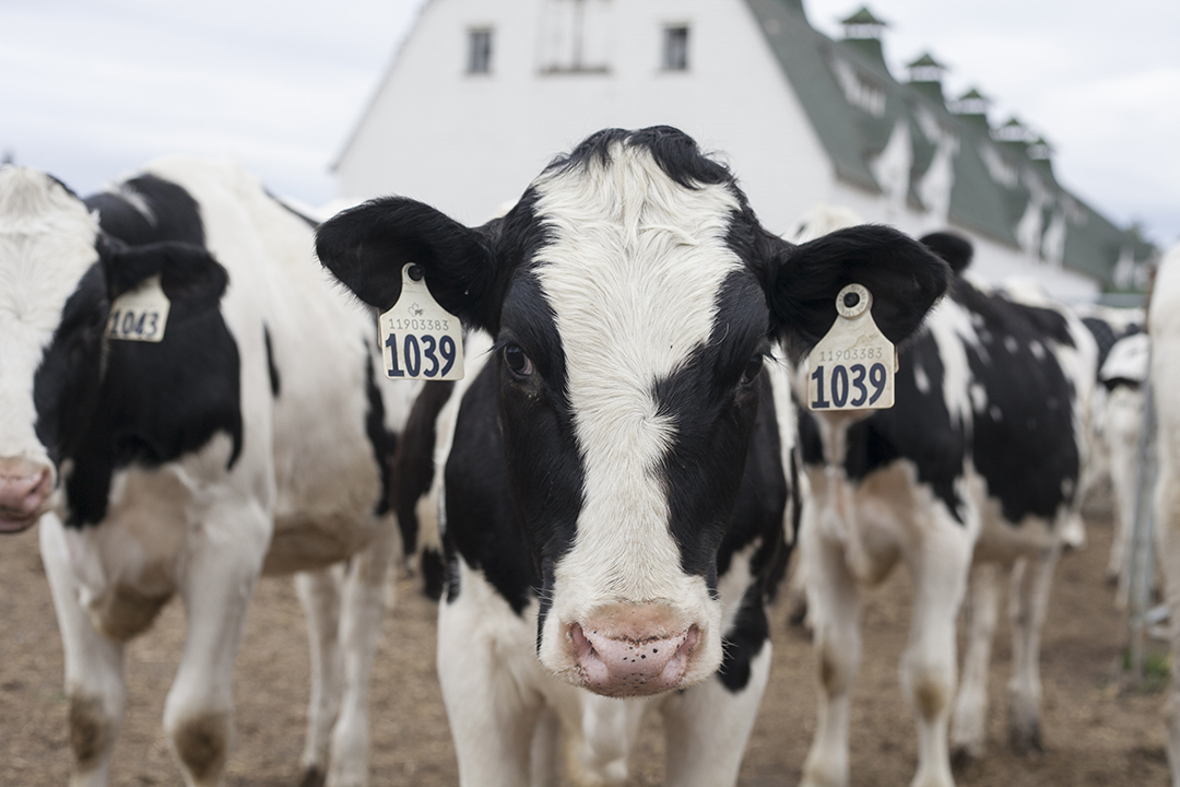 Holstein cows on U of S campus