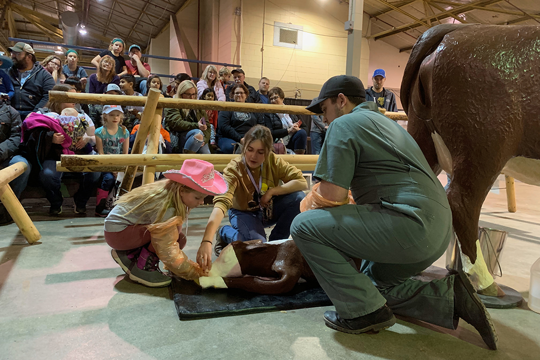 model calf on ground with students helping