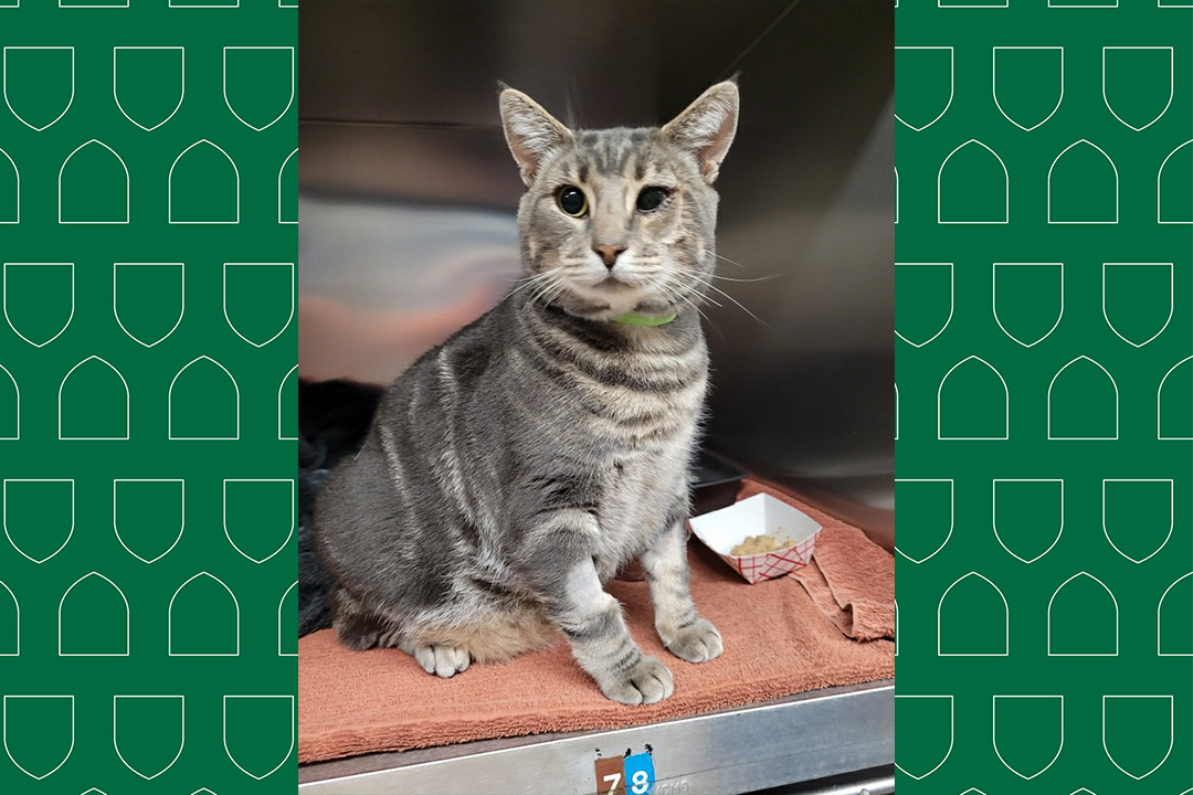 George, a stray grey tabby cat.