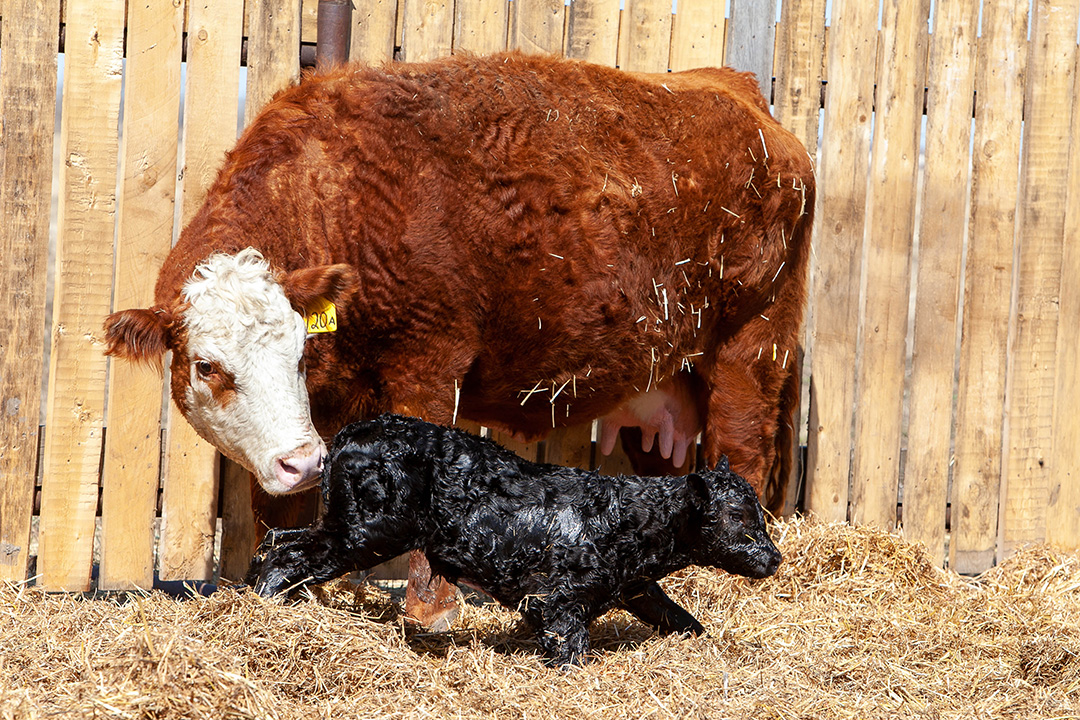 A mother cow looks at her newborn calf.