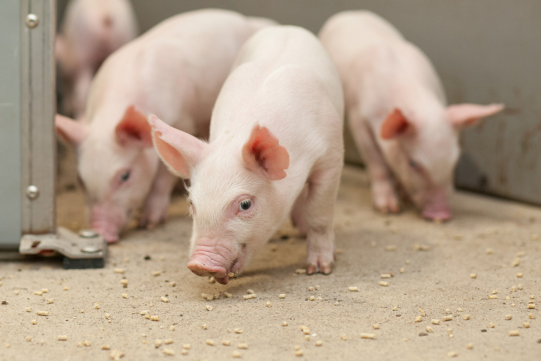 A group of piglets.