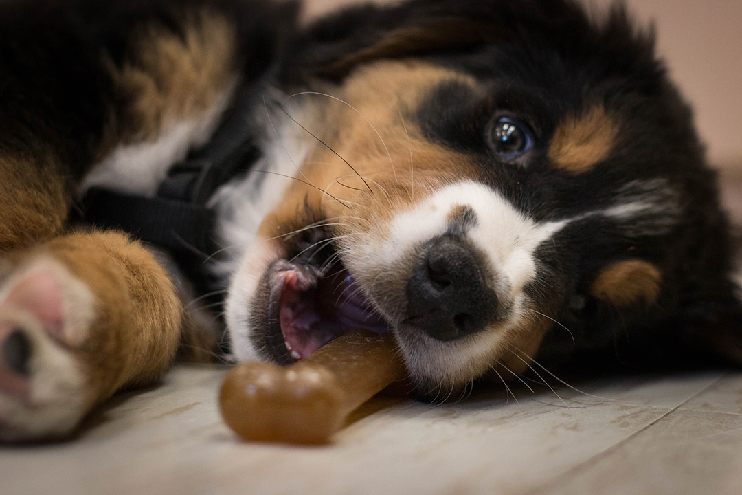A puppy chews on a toy.