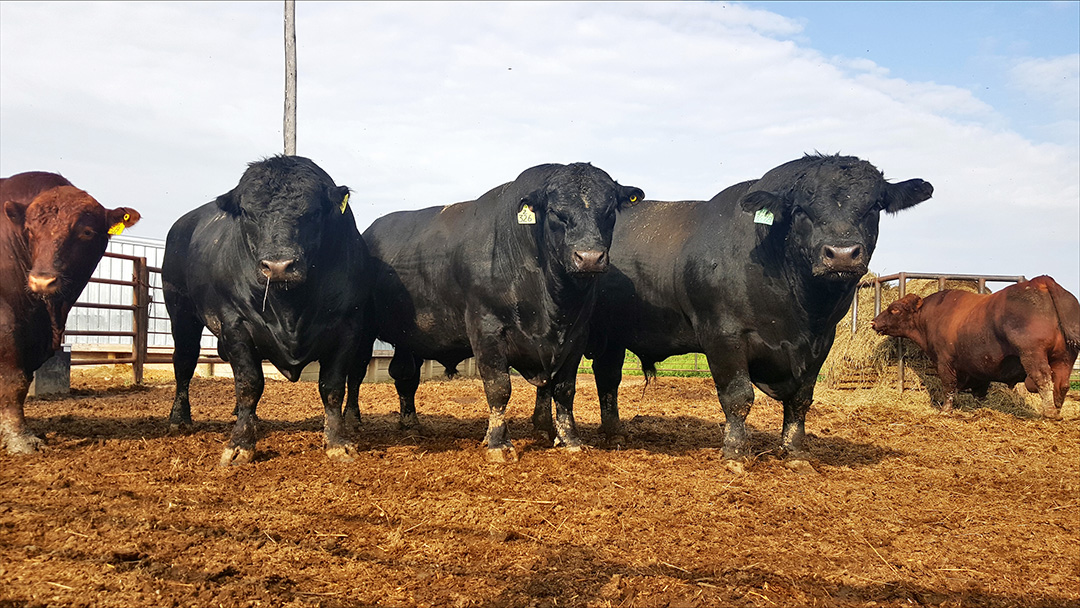 Three Angus bulls in a pen.