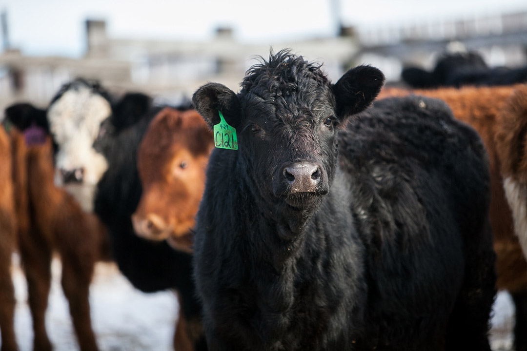beef steers in a feedlot during the winter