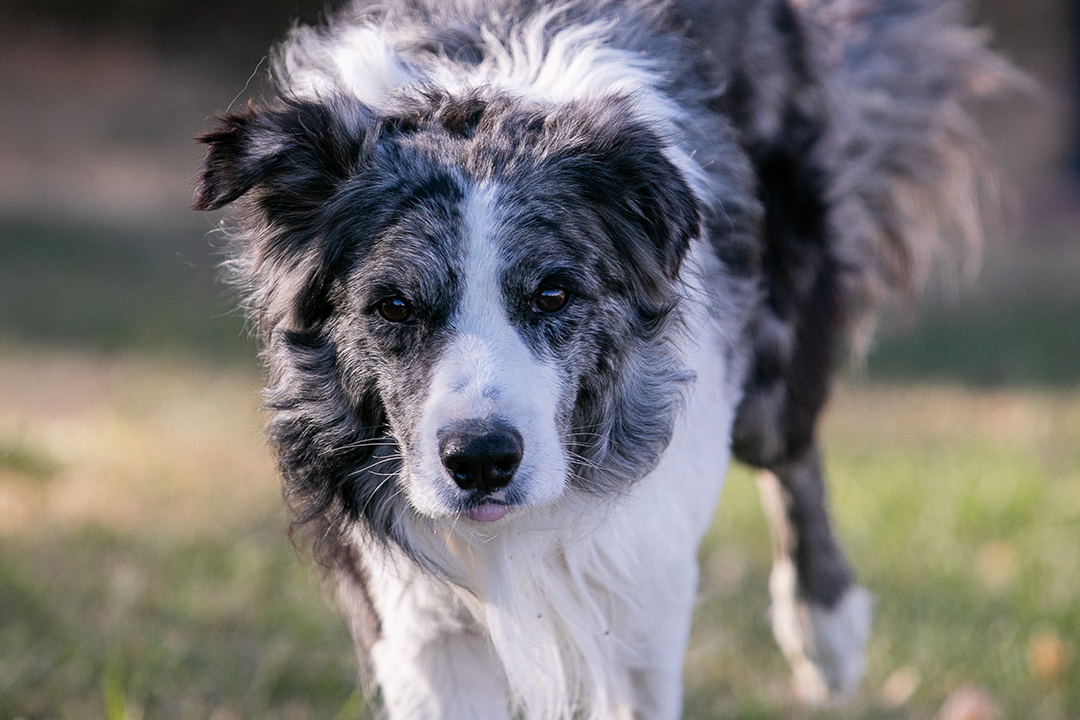 A blue merle Australian shepherd, closeup