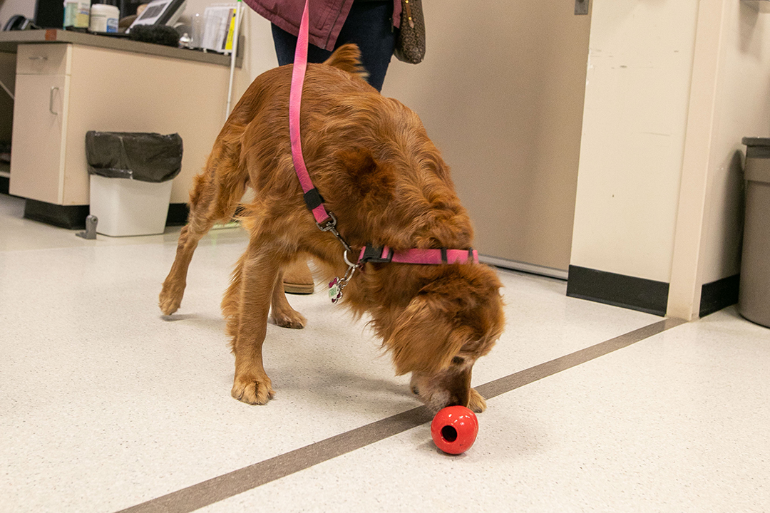 Golden retriever sniffs at red KONG toy.