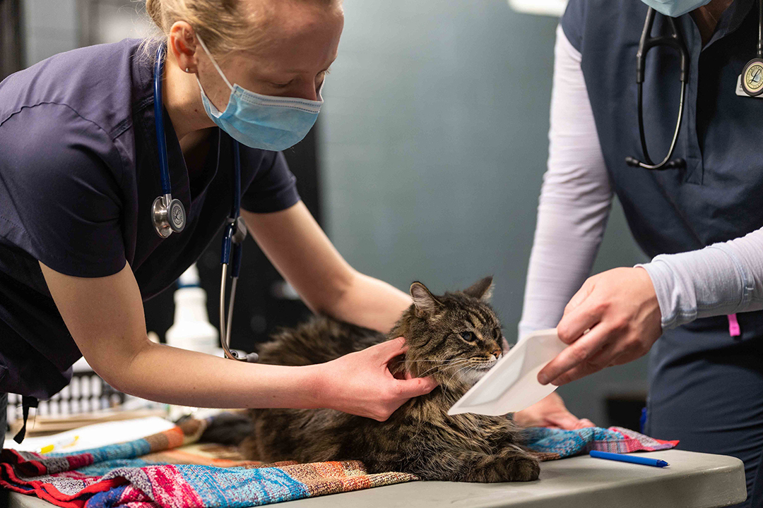 Veterinary student works with a feline patient during a remote clinic