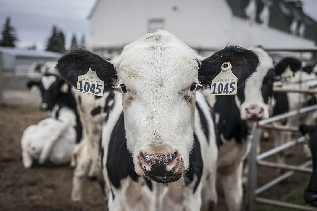 Close up of a Holstein black and white dairy cow. 