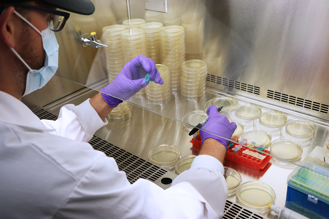 Researcher works in a biosafety hood