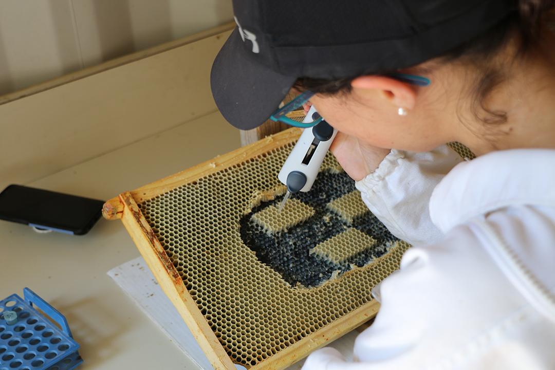Researchers exposes larvae in frame to bacteria