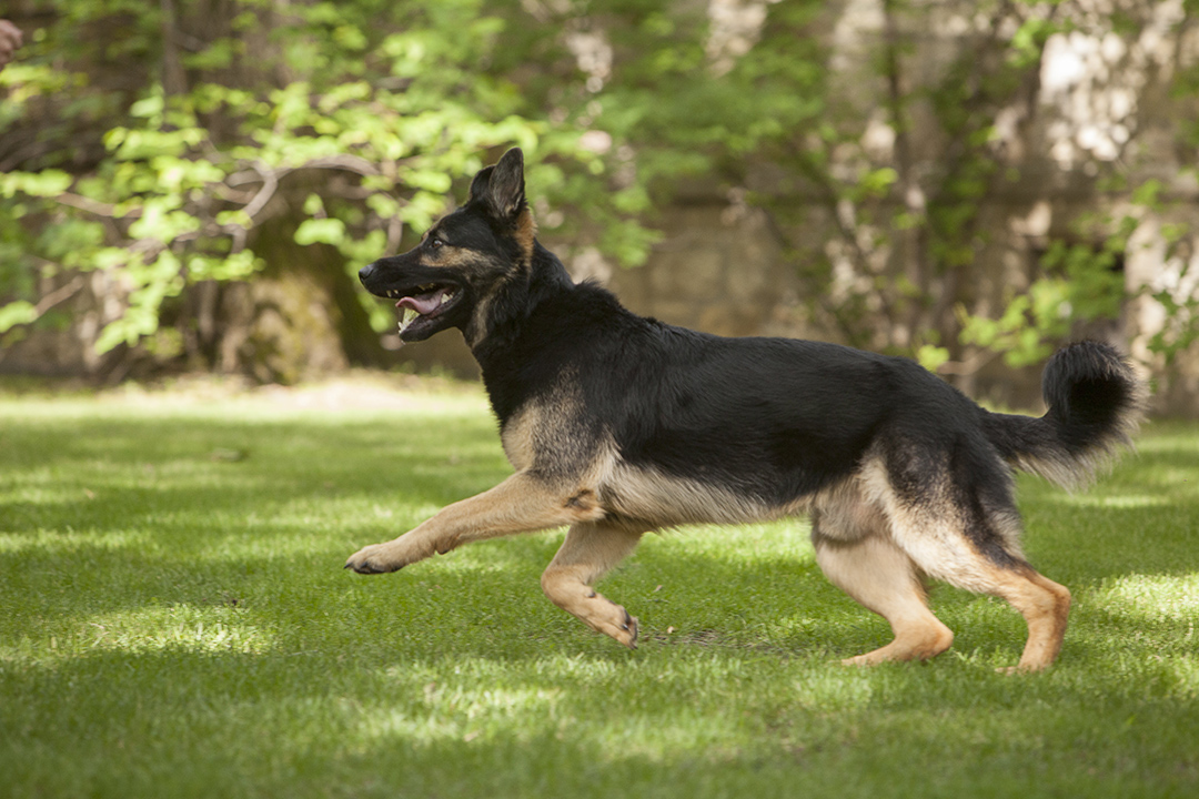 German shepherd running on grass off leash