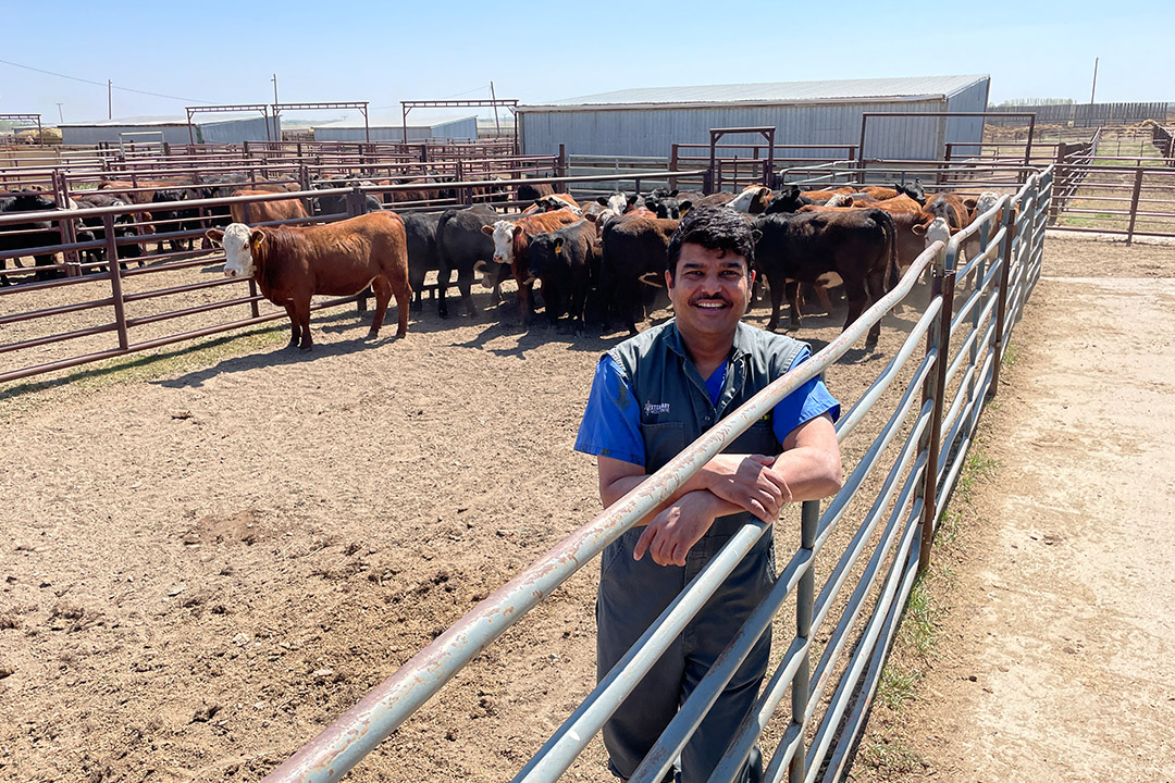 Veterinarian standing in cattle pen