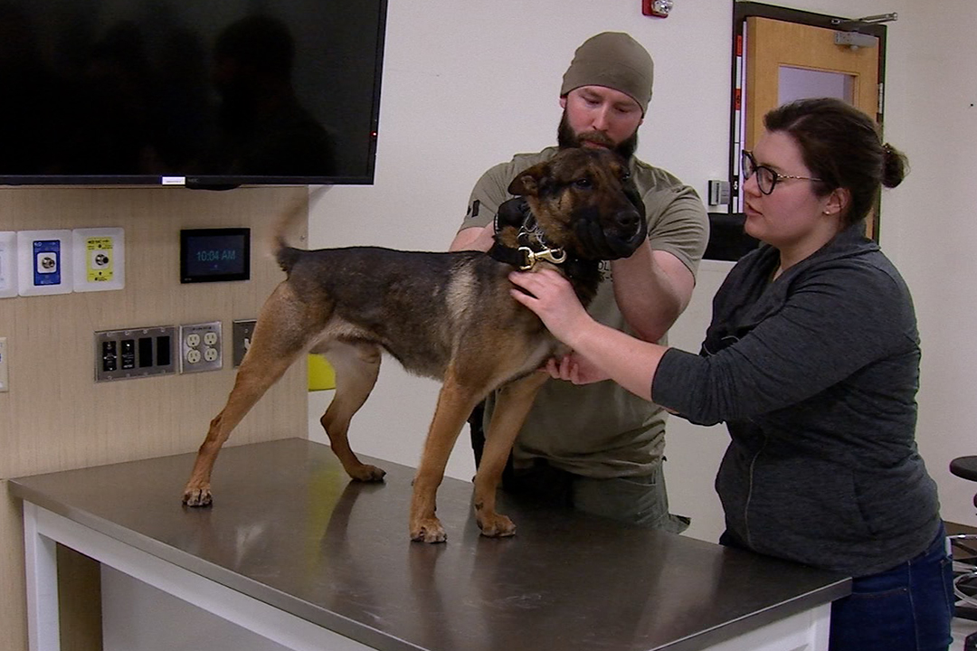 Veterinarian and police officer work with a police dog during a training exercise