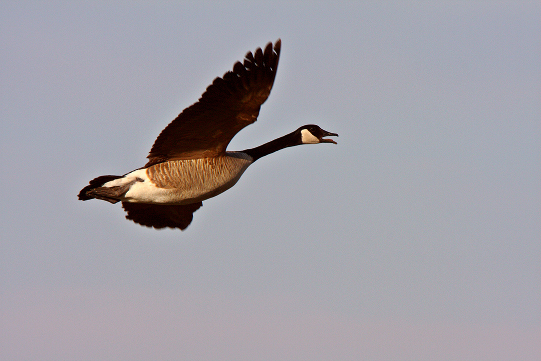 Canada goose in flight