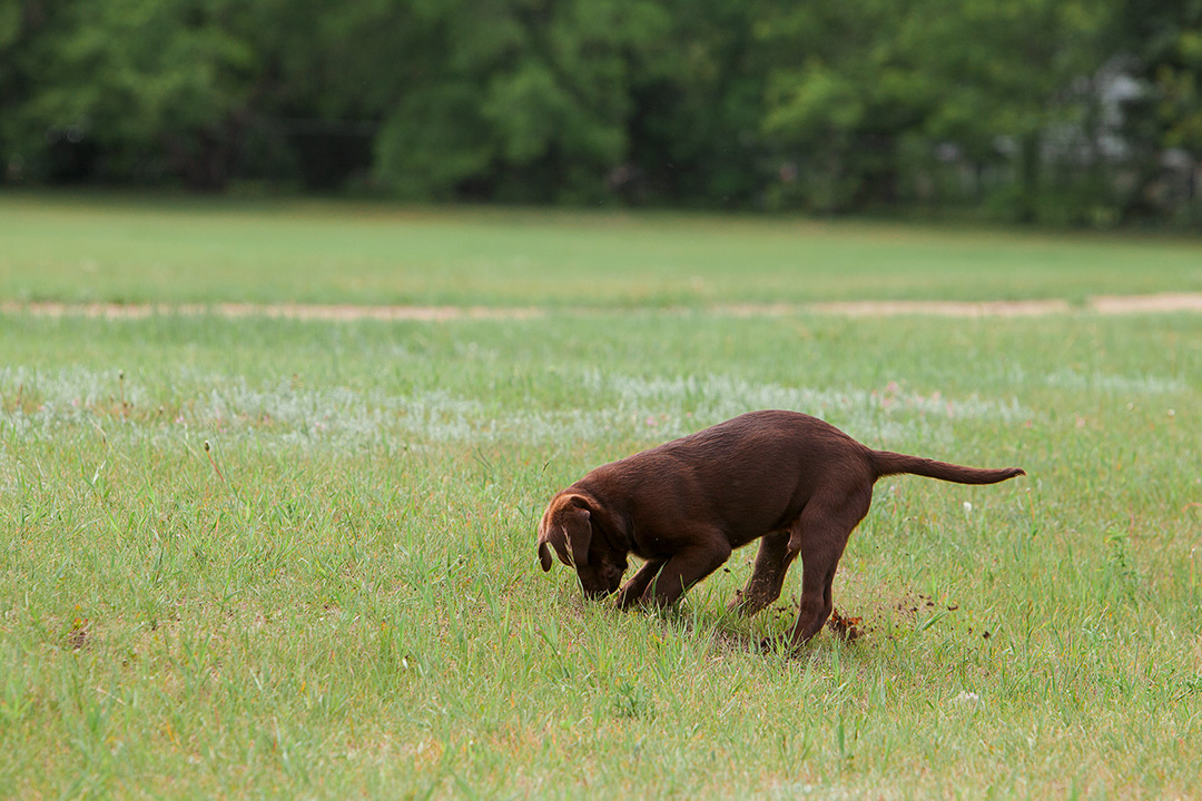 Dog digging dirt in a grassy field