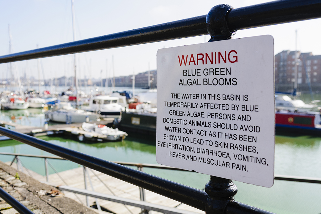 blue-green algae sign