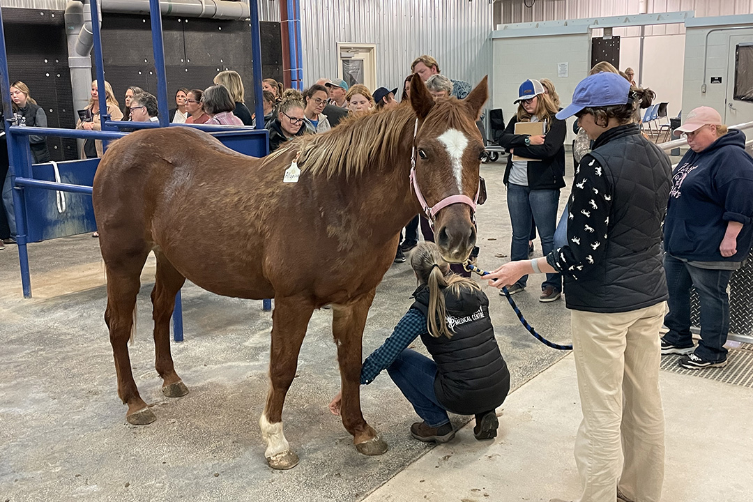 Horse stands alongside a group of horse owners