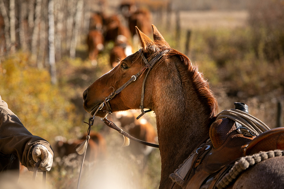 bay horse with western bridle and cattle in the background