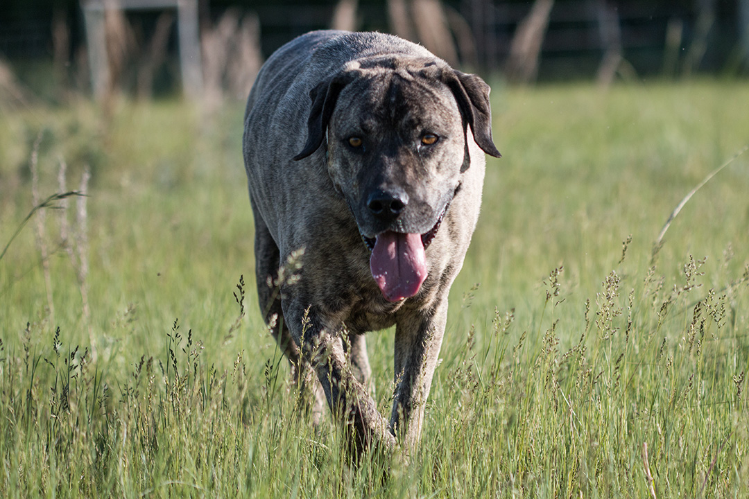 Strychnine is a banned rodenticide in Saskatchewan but cases of dog poisonings are still occuring. Photo: Christina Weese