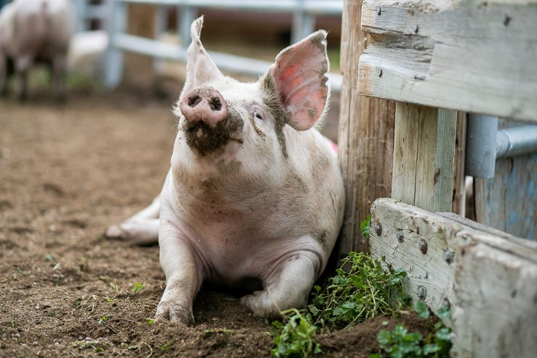 A pig sitting in mud.