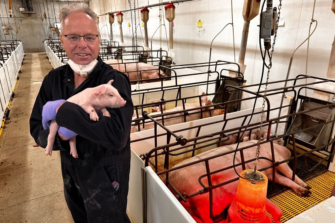 Dr. Frank Marshall (DVM'83) lists a combination of reasons for the decline in swine producers including cyclical markets, emerging diseases, aging producers and government programs. Photos: Mary MacArthur. 