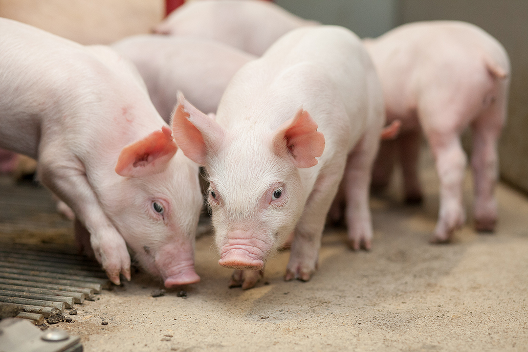 Young piglets sniff the floor of a swine barn. 