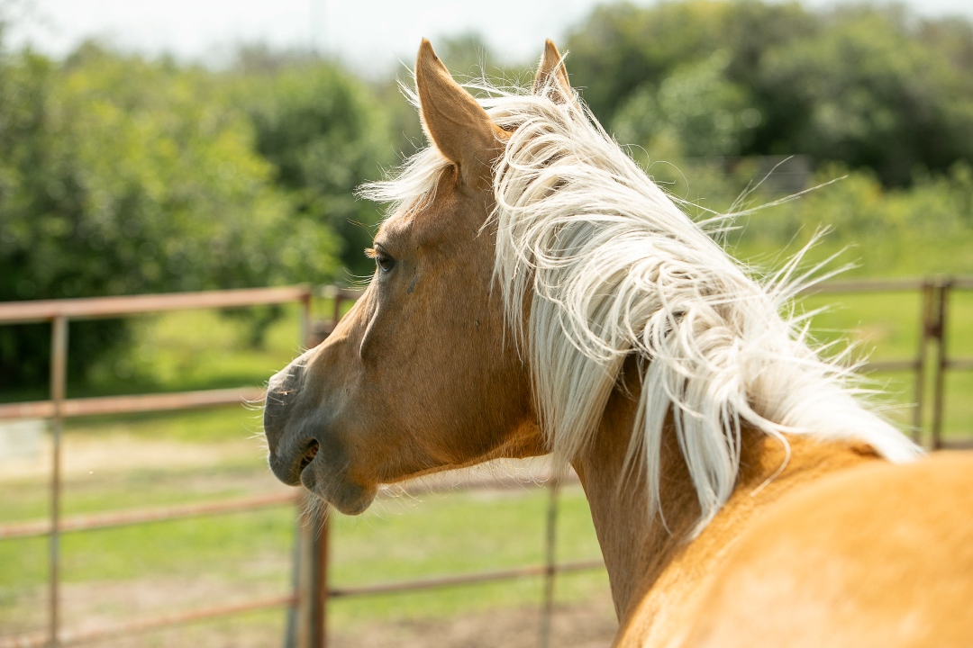 Palimino horse looking over a fence. 
