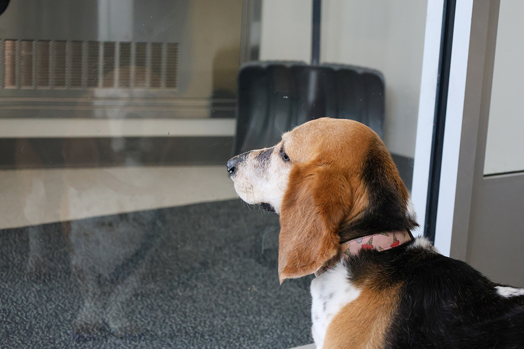 Suzy, a basset hound, stares at her reflection through a window at the WCVM Veterinary Medical Centre.